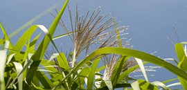 Биомасса и Биогаз из Брожения Сельскохозяйственных Культур